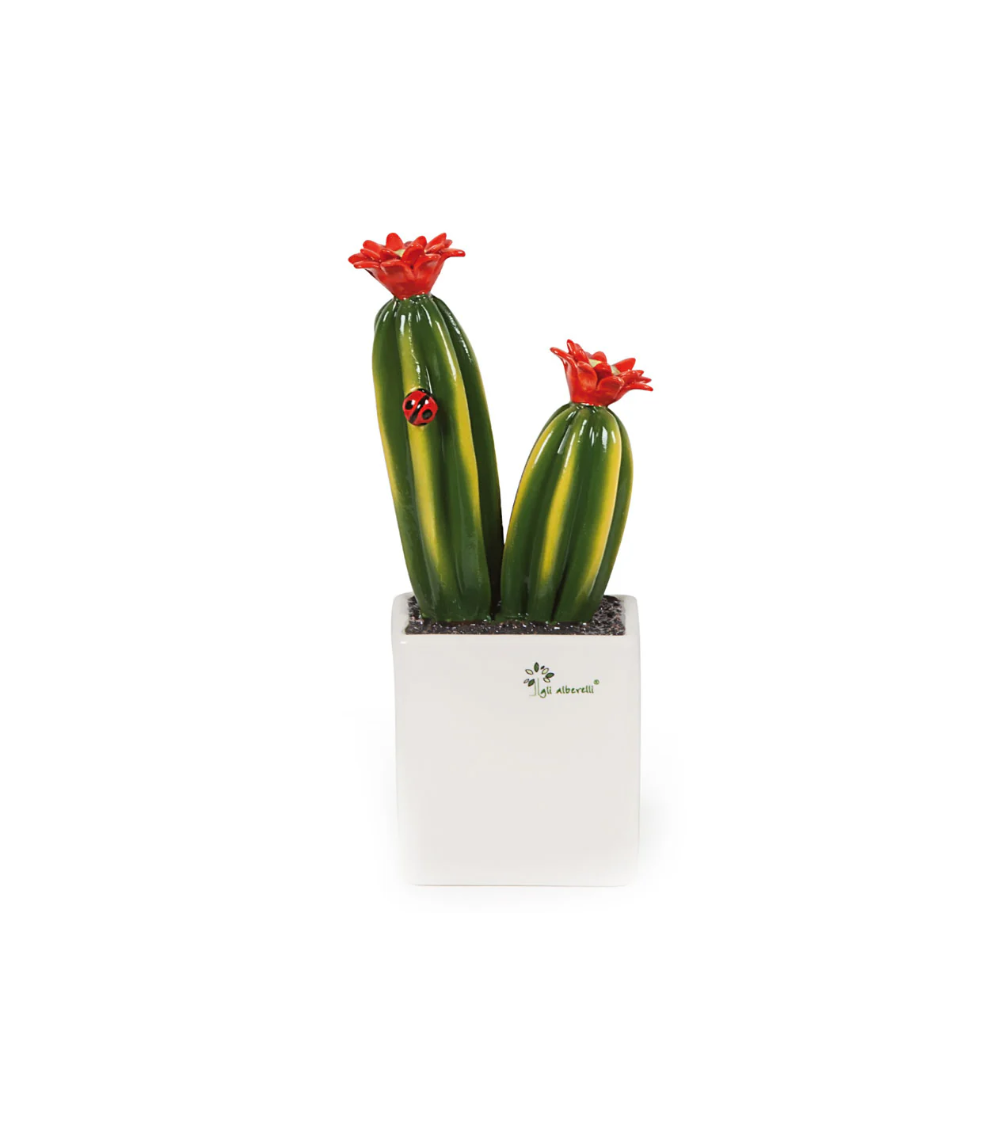 PIANTA GRASSA MEDIA CACTUS