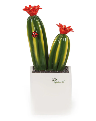 PIANTA GRASSA MEDIA CACTUS