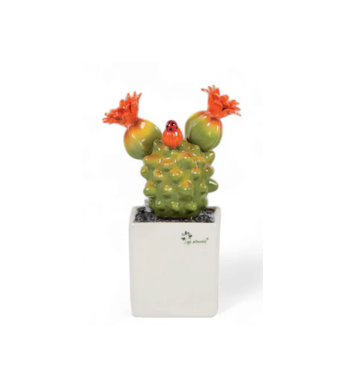 PIANTA GRASSA MEDIA MAMMILLARIA