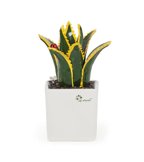 PIANTA GRASSA MEDIA AGAVE