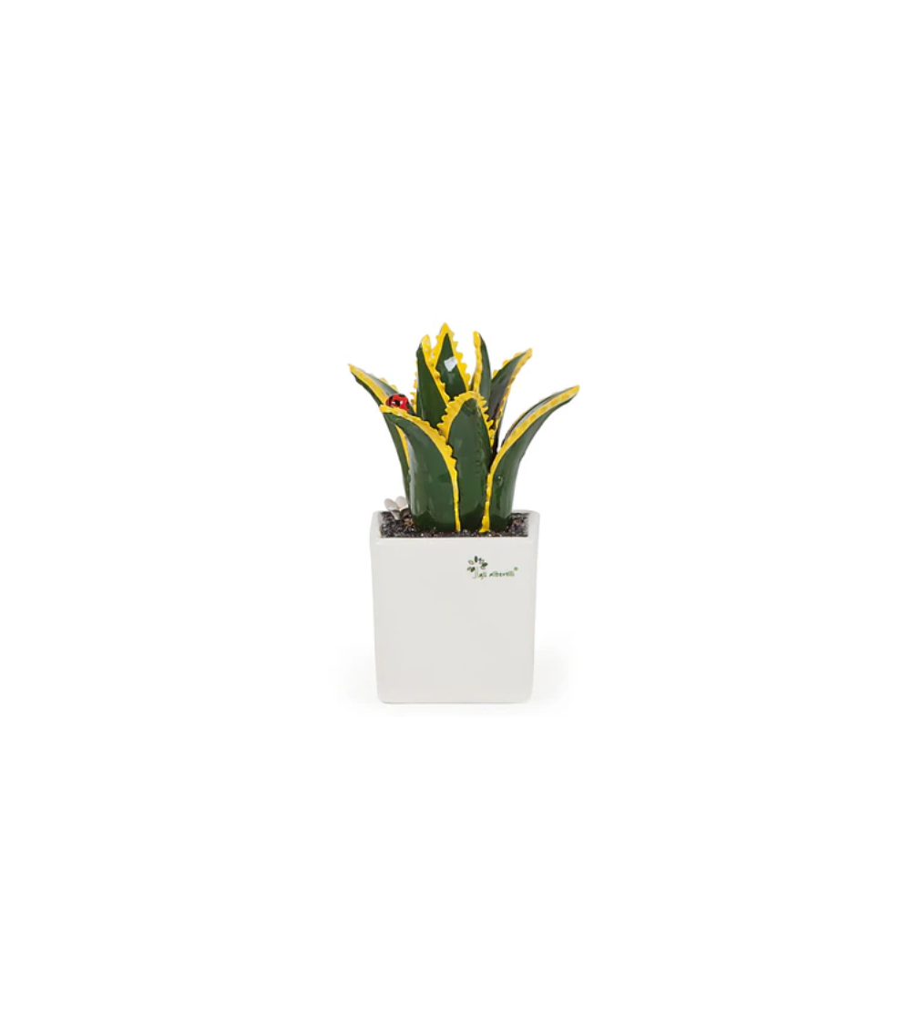 PIANTA GRASSA MEDIA AGAVE