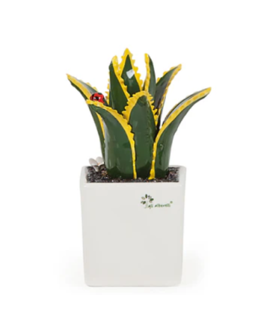 PIANTA GRASSA MEDIA AGAVE