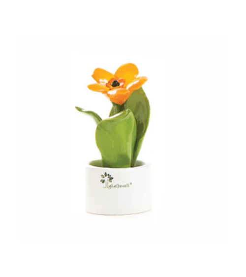 PIANTINA NATURA MIGNON ARANCIO