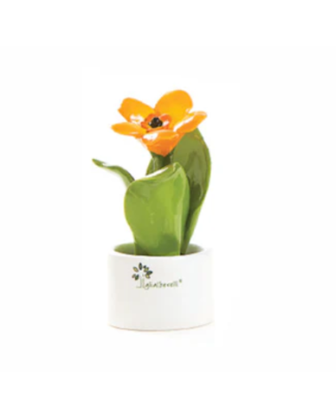 PIANTINA NATURA MIGNON ARANCIO