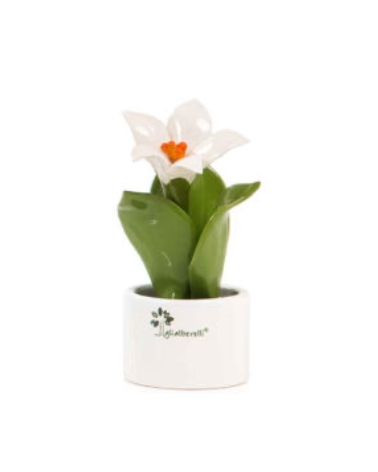 PIANTINA NATURA MIGNON GIGLIO
