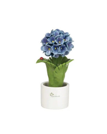 ORTENSIA BLU