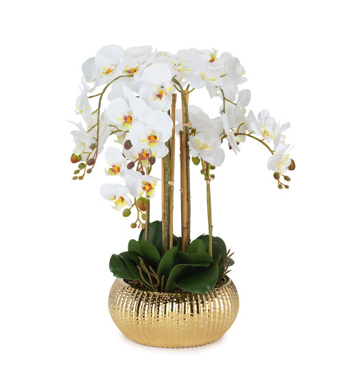 PIANTA ORCHIDEA