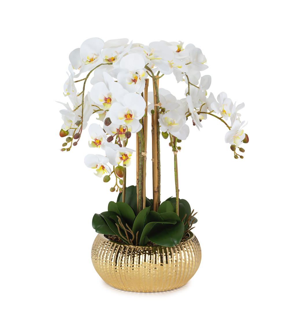 PIANTA ORCHIDEA