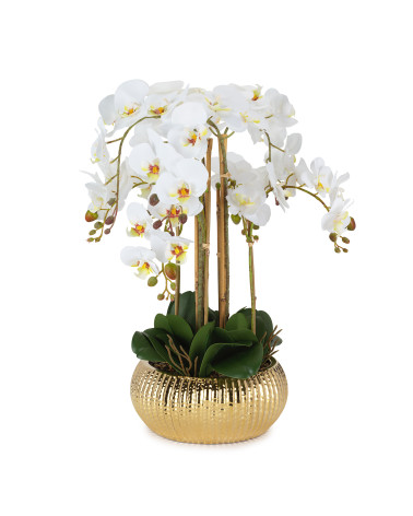 PIANTA ORCHIDEA