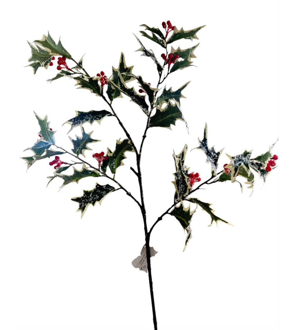 STELO DI AGRIFOGLIO EFFETTO BRINATO