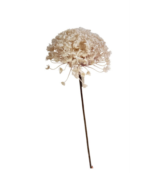 FIORE NUVOLA COLOR CREMA