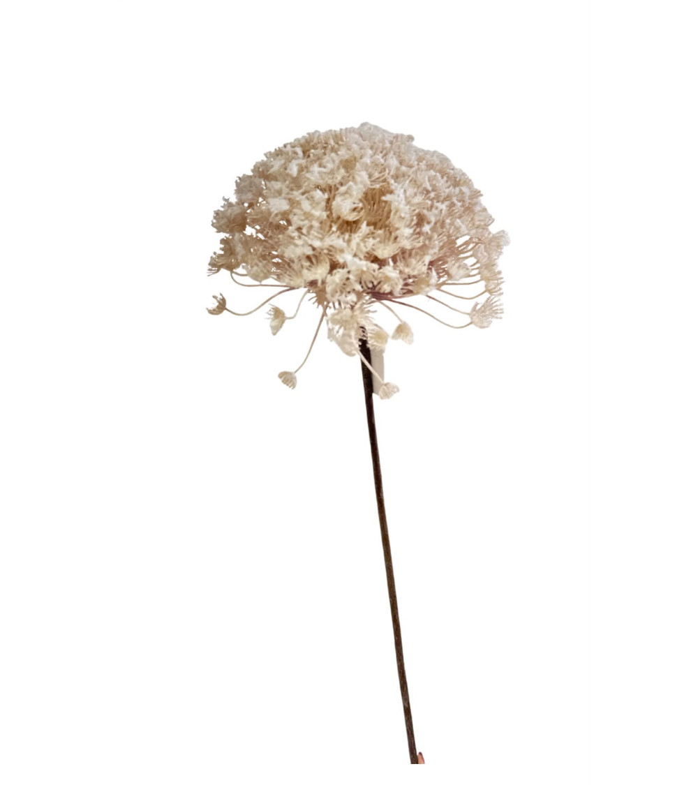 FIORE NUVOLA COLOR CREMA