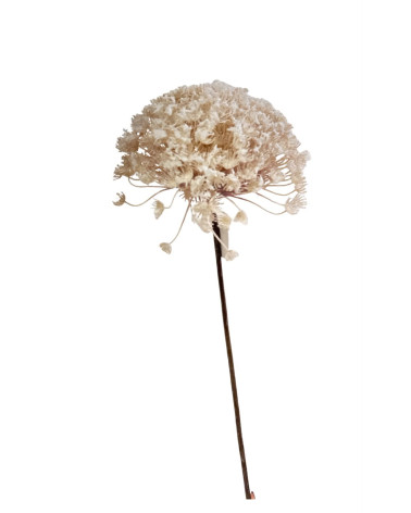 FIORE NUVOLA COLOR CREMA