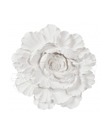 Bocciolo Camelia